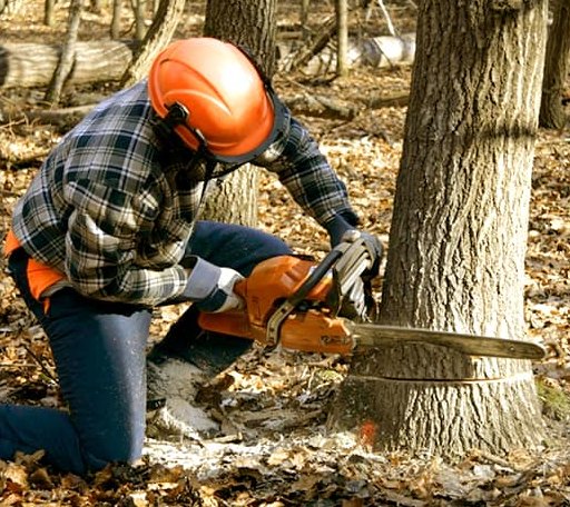Tree Removal in Mount Laguna, CA